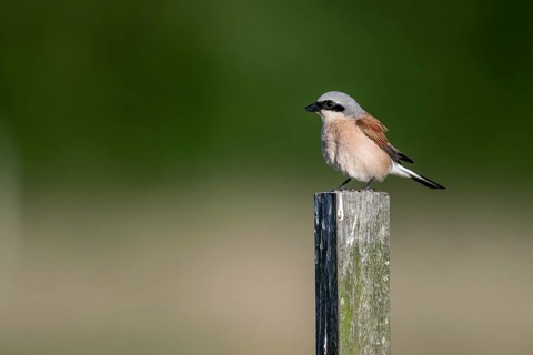 Red-backed shrike (Lanius collurio), Emsland, Lower Saxony, Germany