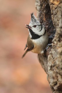 European Crested Tit (Lophophanes cristatus), Baden-Wuerttemberg, Germany