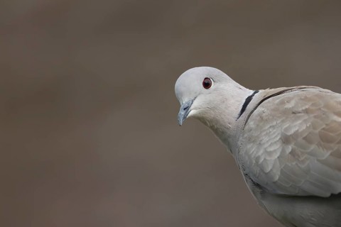 Collared dove (Streptopelia decaocto) adult bird head portrait, England, United Kingdom