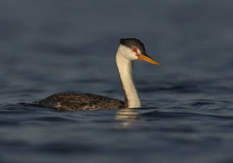 Clark's Grebe (Aechmophorus clarkii), California, USA