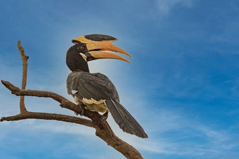 Weiblicher Malabarhornvogel (Anthracoceros coronatus) auf sienem Ansitzast im Wilpattu NP