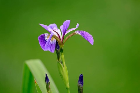 American marsh iris (Iris versicolor), flower, in bloom, at a pond, Ellerstadt, Germany