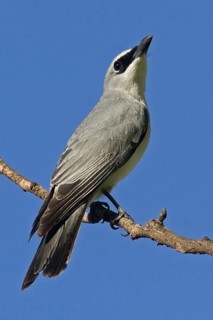 White-bellied Cuckooshrike (Coracina papuensis), Northern Territory, Australia