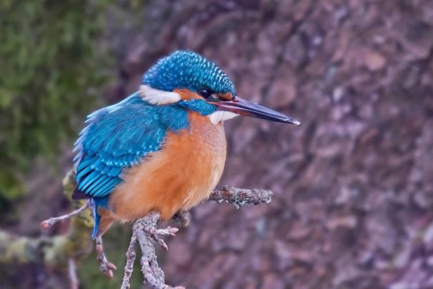 Common Kingfisher (Alcedo atthis) female, Bavaria, Germany