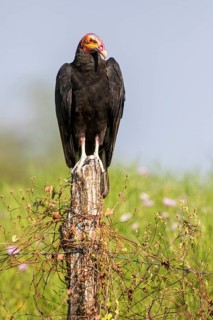 Lesser Yellow-headed Vulture (Cathartes burrovianus) perched on a pale, Santa Rosa, Guatemala