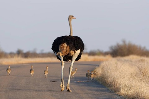 South African ostriches (Struthio camelus australis), adult male with a group of several chicks,