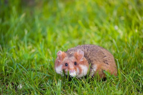 A European hamster (Cricetus cricetus), Eurasian hamster, black-bellied hamster or common hamster,