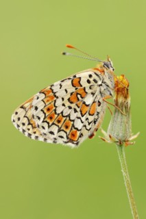 Plantain Fritillary (Melitaea cinxia), Provence, Southern France
