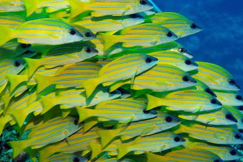 School of blue-striped snapper (Lutjanus kasmira), Indian Ocean, Mauritius