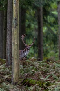 Attentive and watching for any change, a fallow deer (Dama dama) approaches the main rutting area,