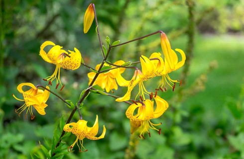 Turk's cap lily (Lilium martagon), North Rhine-Westphalia, Germany