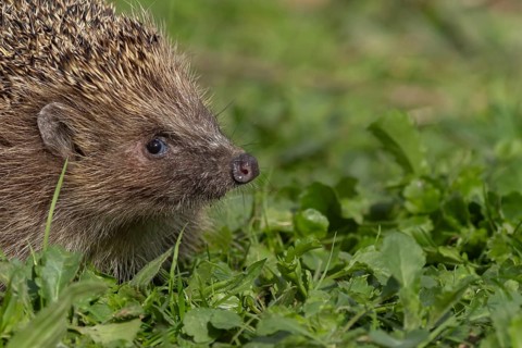 European hedgehog (Erinaceus europaeus) adult animal on a garden lawn, England, United Kingdom