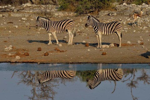 Burchell's Zebras (Equus quagga burchelli) at the waterhole Chudop, Etosha National Park, Namibia