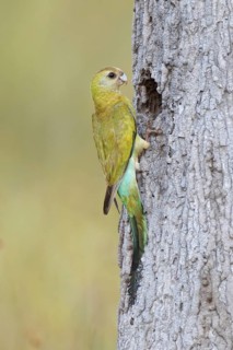Golden-shouldered Parrot (Psephotellus chrysopterygius) female, Queensland, Australia