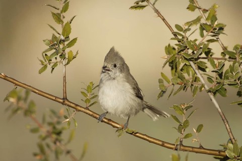 Oak Titmouse (Baeolophus inornatus) singing, California, USA