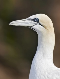 Northern Gannet (Morus bassanus), Quebec, Canada
