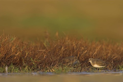Temminck's Stint (Calidris temminckii), Greece