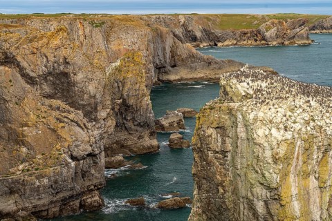 Cliffs of the Pembrokeshire Coast National Park, Pembrokeshire, Wales, Great Britain