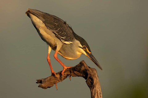 Striated Heron (Butorides striata) hunting, South Africa