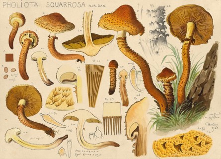 Mushroom, fungus, shaggy scalycap, Pholiota squarrosa, authentic reproduction of an illustration by