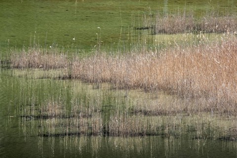 Reeds in green water, Mittersee, Füssen, Oberallgäu, Allgäu, Bavaria, Germany