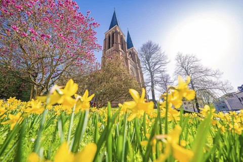 Spring view of a church behind yellow daffodils and pink blooming trees, Sacred Heart Cherry,