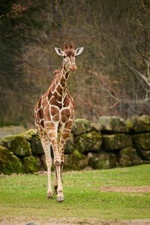 Reticulated giraffe (Giraffa camelopardalis reticulata), walking on the ground, Germany