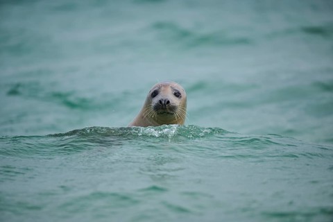 Grey seal (Halichoerus grypus) looking out of the water while swimming in the sea, Düne, Helgoland,