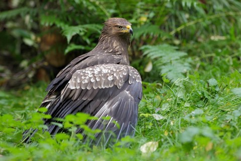 Schreiadler; lat. Aquila pomarina; von der Seite; Waldlichtung; nach Regenschauer;