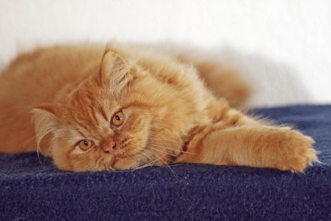 Persian cat, long-haired cat