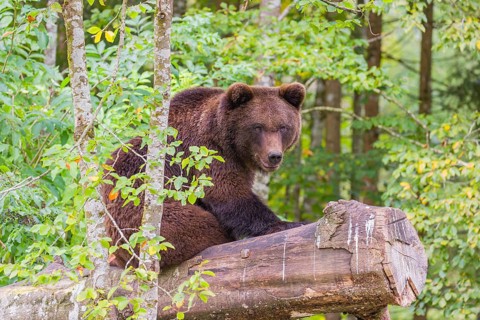 A young male Eurasian brown bear (Ursus arctos arctos) rests on a rotting log lying on the ground