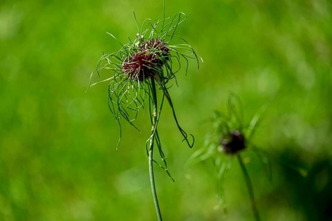 Ornamental leeks (Allium sp.), Allium hair variety, Münsterland, North Rhine-Westphalia, Germany