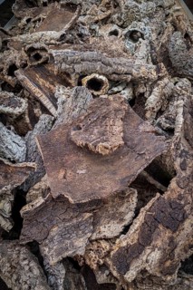 Bark of a cork oak (Quercus suber), Portuguese, tree, tree bark, parts, plant, useful plant, cork,