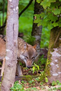 A eurasian gray wolf (Canis lupus lupus) peers through between two trees