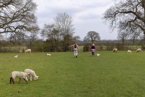 People, dogs, sheep, lambs, public footpath across sheep pasture, Moreton-in-Marsh, Cotswolds,