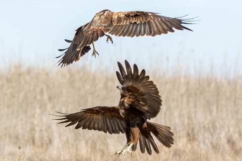 Western Marsh Harrier (Circus aeruginosus) female fighting, Castile-La Mancha, Spain