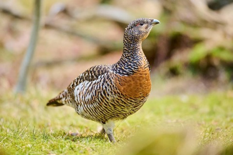Western capercaillie (Tetrao urogallus) female (hen) standing on the ground at the edge of a foest,