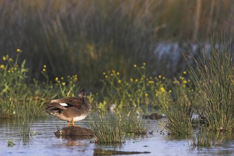 Gadwall (Mareca strepera), Mallorca, Spain
