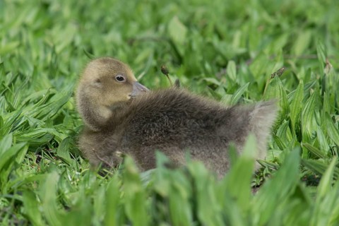 Greylag Goose (Anser anser) chick, Bavaria, Germany