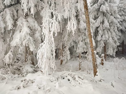 Shrubs and trees in hoarfrost, Horben, Lindenberg, Freiamt, Canton Aargau, Switzerland