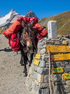 Pack animal at the Grand Col Ferret, carries luggage of hiking groups on the tour Mont Blanc,