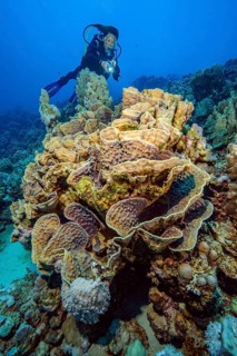 Underwater photo Diver looking at large fragile sinuous Yellow scroll coral (Turbinaria reniformis)