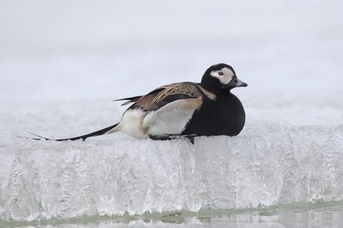 Long-tailed Duck (Clangula hyemalis) male, Alaska, USA