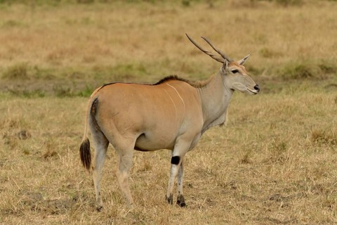 Common eland (Oryx taurotragus), Massai Mara, Serengeti, Rift Valley province, Kenya