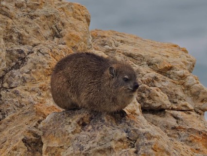 Rock hyrax (Procavia capensis)