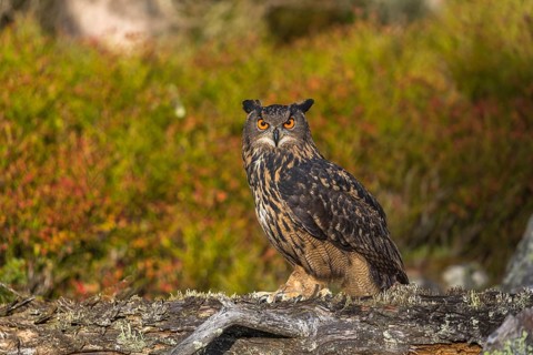 One Eurasian Eagle Owl, Bubo bubo, sitting on a fallen, moss and lichen covered grey tree stump,