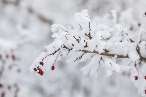 Red rose hips on a snowy branch, winter in the Ore Mountains, Saxony, Germany