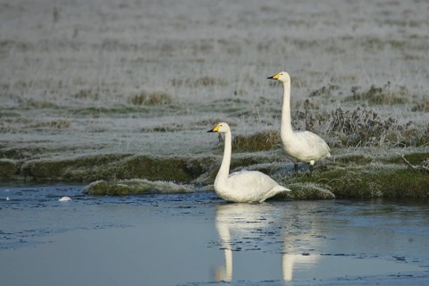 Whooper Swan (Cygnus cygnus), Schleswig-Holstein, Germany