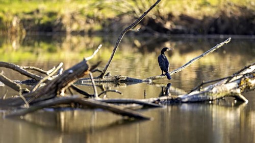 A bird sits on a branch above a calm body of water, The Cormorant (Phalacrocorax carbo)