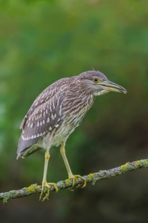 Nachtreiher, Nycticorax nycticorax Night Heron, Nycticorax nycticorax